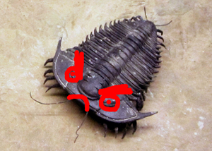 trilobite_evil_1_small.jpg