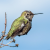 hummingbird.png