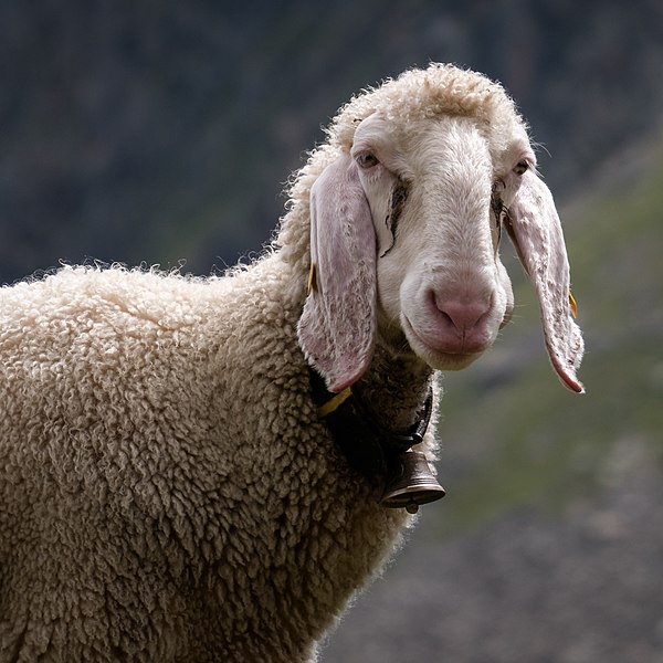 sheep.jpg