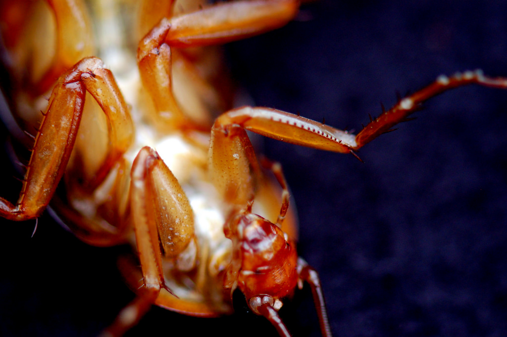 deadroach.jpg