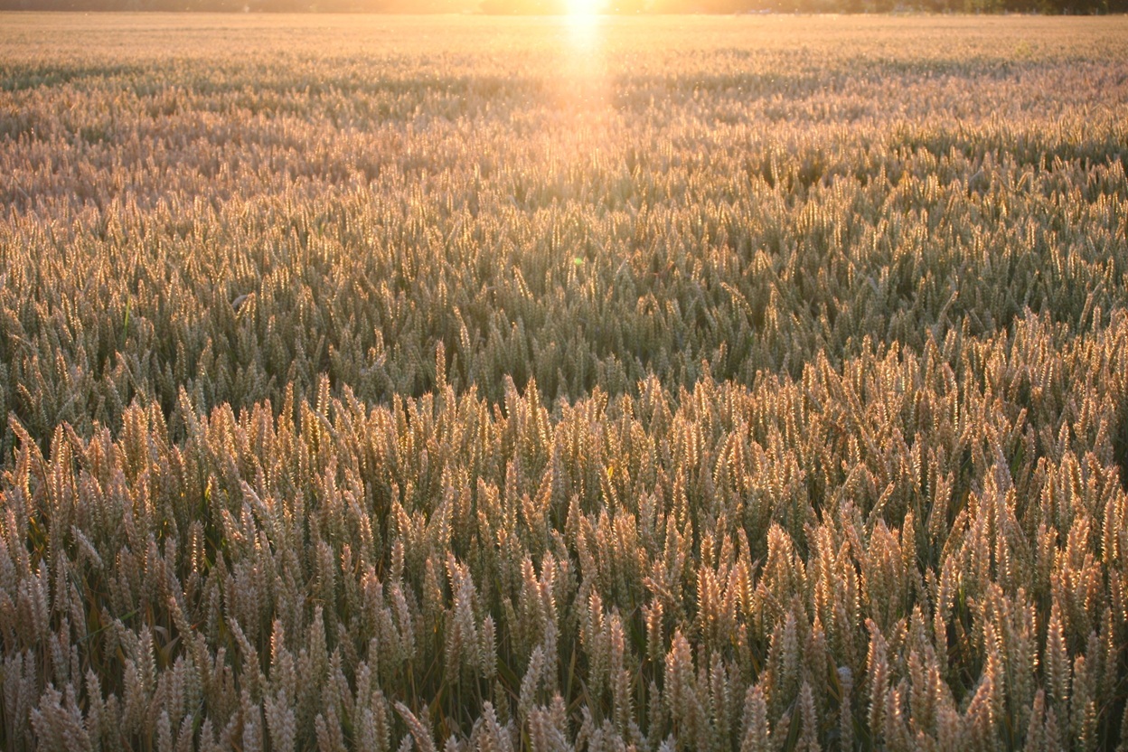 Acker-bei_Sonnenuntergang-July2006.jpg