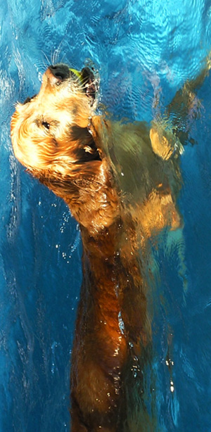 DogPool.jpg