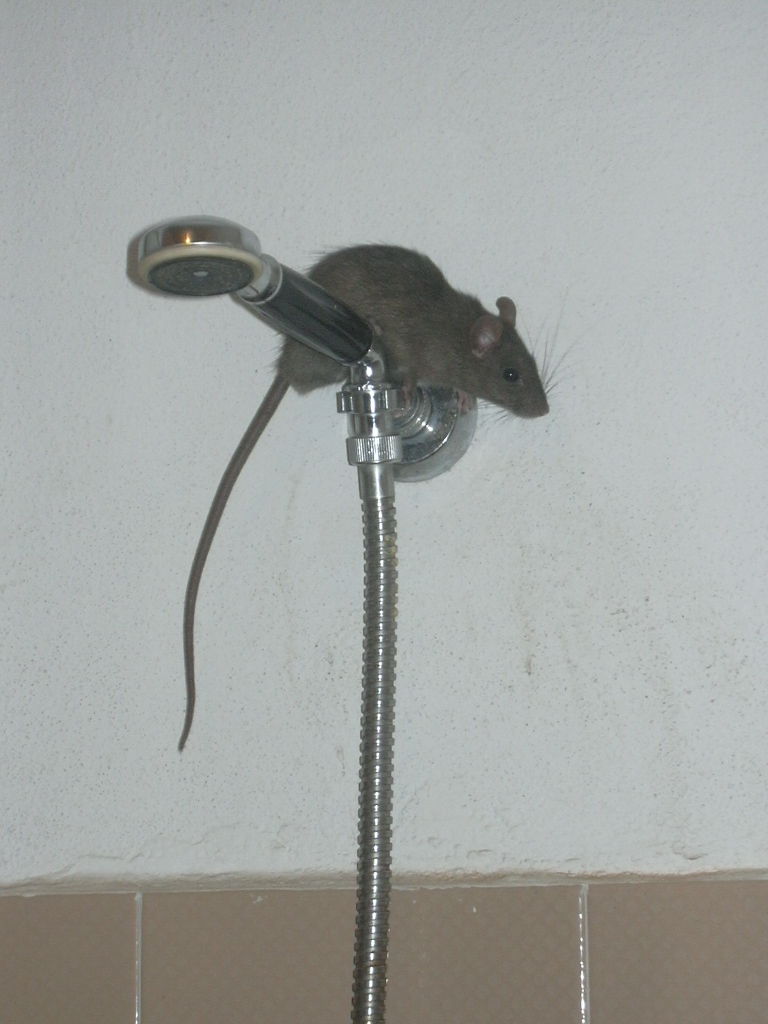 ratbath.jpg