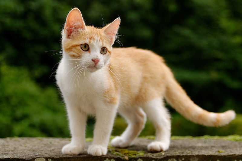 cat-breeds-jf09-315_xl-new.jpg