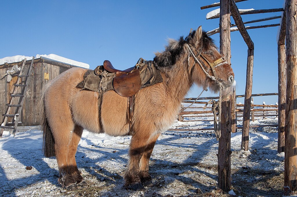 A_Yakutian_horse_%289762345674%29.jpg