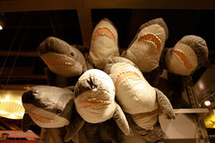 A BLAHAJ, a shark plushie from IKEA that is 100 cm in length