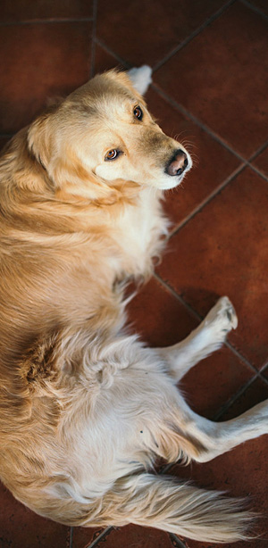 Dog.jpg