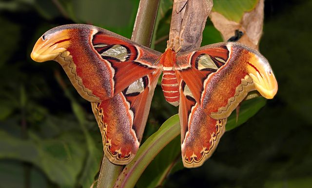 Atlas%20Moth.jpg