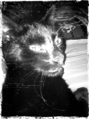 what-do-you-want-its-a-cat.jpg