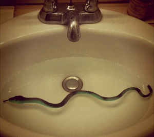 snake.jpg