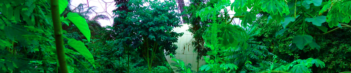 site-82-garden.jpg