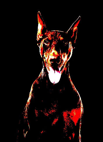 dog.jpg