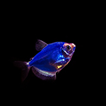 magic-fish.jpg