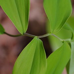 green-leaf.jpg