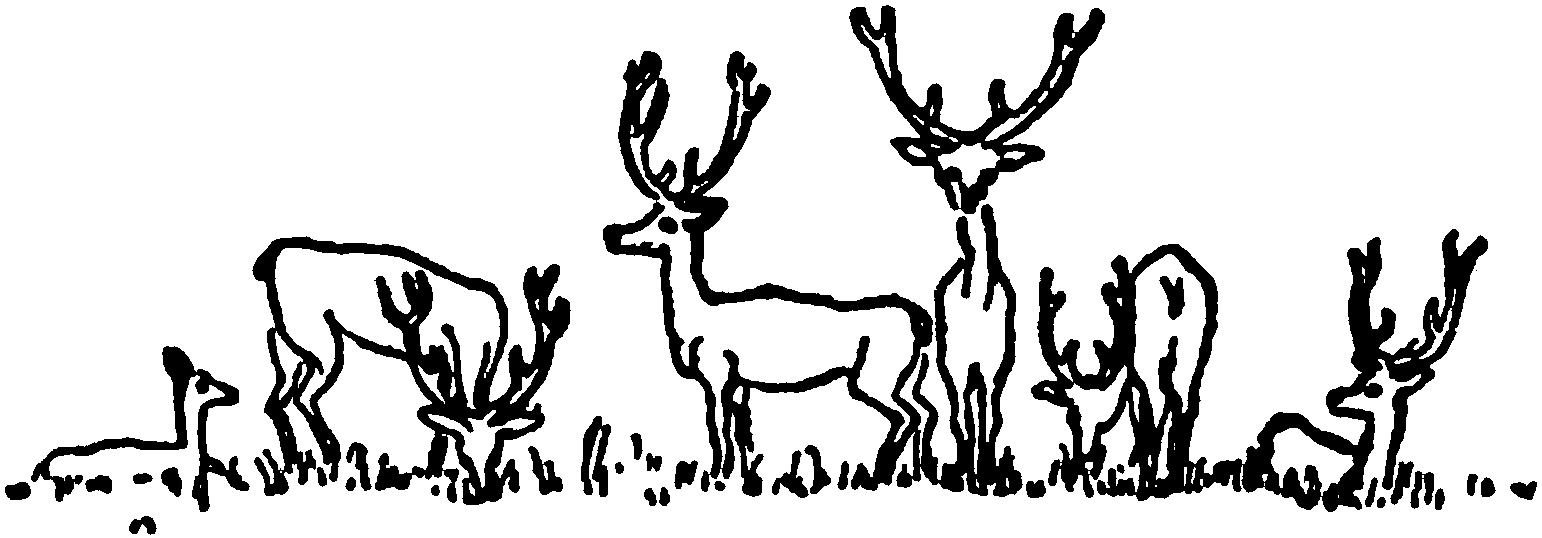 A black and white drawing of deer in grass.