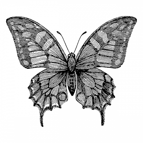 butterfly.png