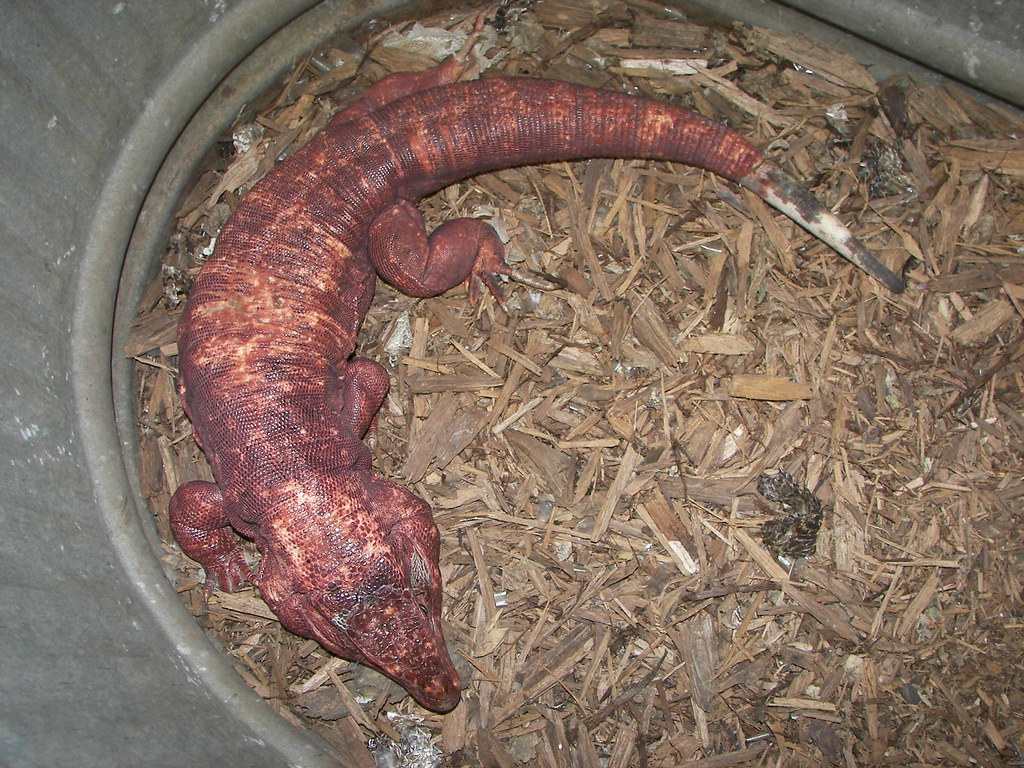 varanus.jpg