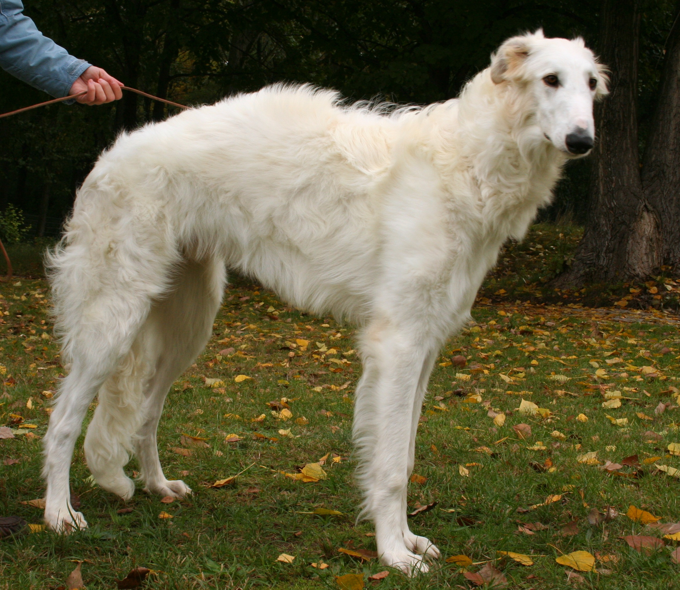 doog.jpg